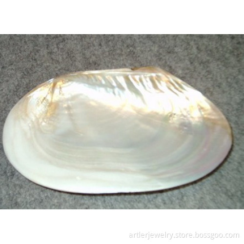 Freshwater shell  raw material